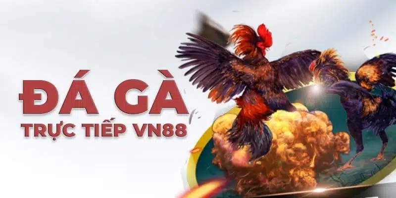 Tìm hiểu về sảnh đá gà của VN88